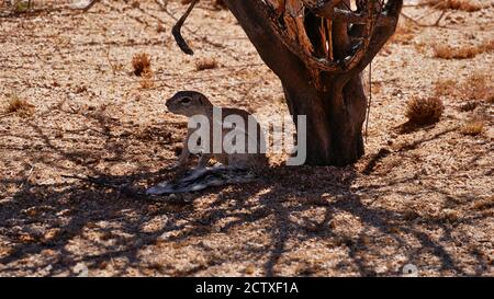 Cute African ground squirrel (xerus inauris) relaxing in the shadow under a tree in midday heat at Spitzkoppe, Kalahari desert, Namibia. Stock Photo