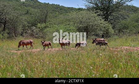 Herd of common warthog (Phacochoerus africanus) with six animals moving over meadow with bushes in background near Waterberg Plateau, Kalahari desert. Stock Photo