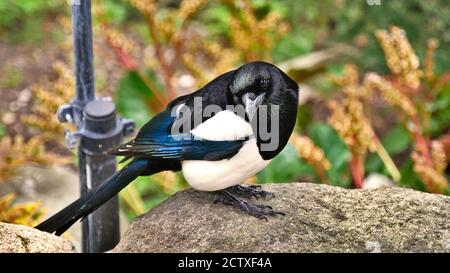 Shimmering magpie bird with white, blue and black feathers sitting on a rock in the botanical garden of Copenhagen, Denmark. Stock Photo