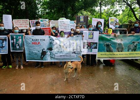 Dhaka, Bangladesh. 25th Sep, 2020. Bangladeshi animal lovers gathered to protest against the Dhaka South City Corporation's (DSCC) move to relocate the stray dogs of Dhaka streets to other districts, in Dhaka, Bangladesh, September 25, 2020. Credit: Suvra Kanti Das/ZUMA Wire/Alamy Live News Stock Photo