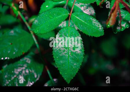 small dew water on green taro leaf. water drop on the leaf Stock Photo