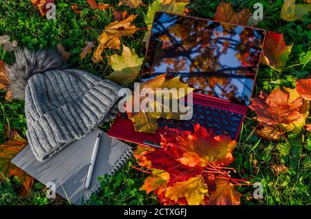 Autumn flat lay with laptop, notebook, pen and knitted hat on the green grasss with colorful maple leaves Stock Photo