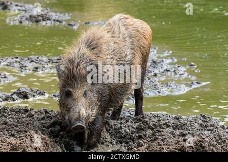 Wild boar (Sus scrofa) juvenile foraging in the mud along muddy lake shore Stock Photo