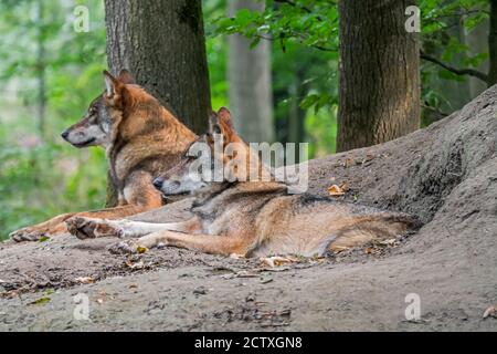 Two European gray wolves / wild grey wolf (Canis lupus) couple resting in front of den in forest