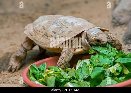 African pancake tortoise (Malacochersus tornieri) flat-shelled tortoise eating lettuce in zoo / zoological garden, native to Tanzania and Kenya Stock Photo