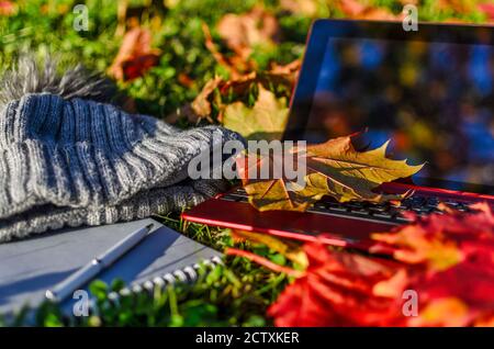Autumn concept of remote working and distant learning  Stock Photo