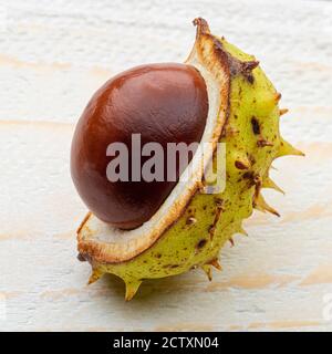 Horse chestnut (Conker) in husk on white wooden board Stock Photo