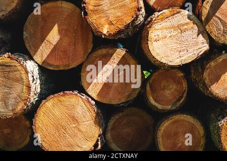 Pile of cut tree trunks stacked on top of each other, wood logs structure Stock Photo