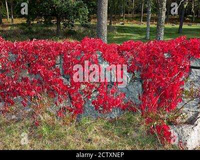 Autumn Virginia creeper vine growing on a fieldstone wall.Virginia Creeper (Parthenocissus quinquefolia) turned red in autumn Stock Photo