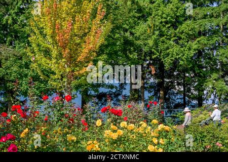 Rose Garden, Centennial Park,  Burnaby Mountain, Burnaby, British Columbia, Canada Stock Photo