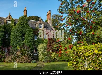 Victorian house covered with Autumn red ivy & mountain ash or rowan tree berries in bloom, Dirleton village, East Lothian, Scotland, UK Stock Photo