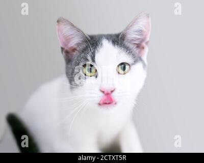 A gray and white shorthair kitten looking at the camera and licking its lips Stock Photo