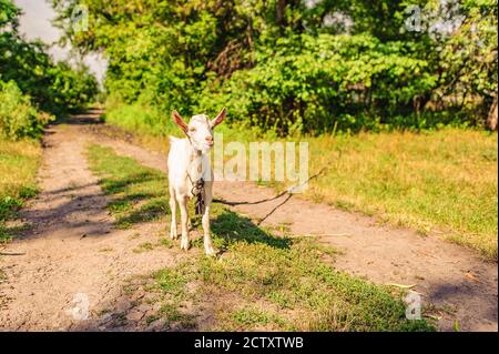 A domestic white kid goat is tied up in a field on a rural road Stock Photo