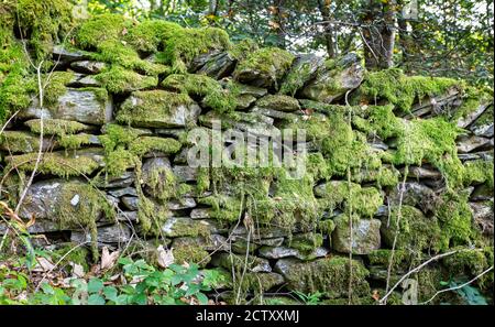 Close up of old dry stone wall in the Lake District covered in green moss Stock Photo