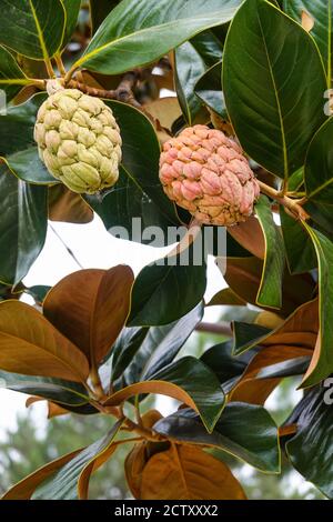 Sugar Apple tree ' annona squamosa ' fruit also called sweetsop growing in Southern California , USA Stock Photo