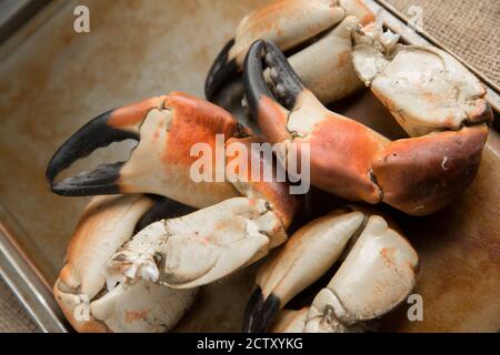 Boiled crab claws from a brown crab, Cancer pagurus, ready to be prepared for various dishes. Dorset England UK GB Stock Photo