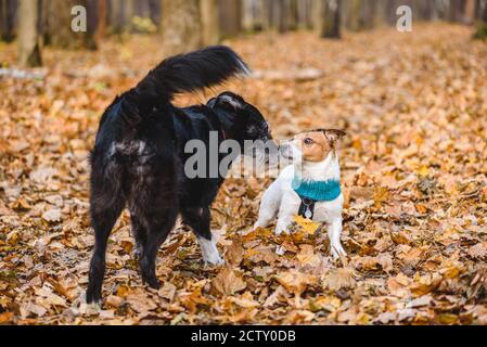 Two dogs playing together in autumn park on warm fall day Stock Photo