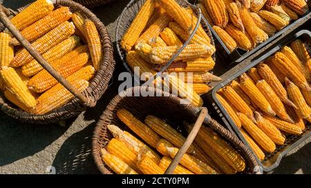Corn is harvested and dried in sun in baskets and crates on backyard or agricultural farm. Soft focus. Top view. Stock Photo