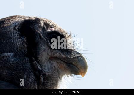 Portrait mighty Milky Eagle Owl, Bubo lacteus, looking towards right Stock Photo