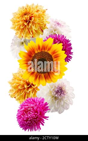 falling flowers isolated on a white background. Stock Photo