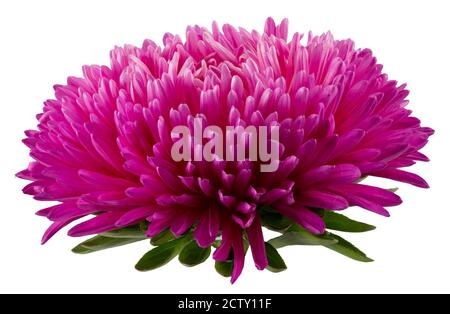 pink aster flower isolated on a white background. Stock Photo