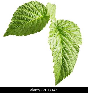 raspberry leaves isolated on a white background. Stock Photo