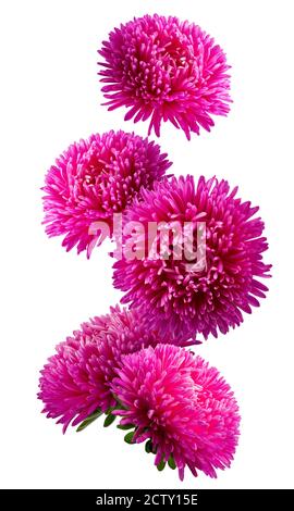 falling pink aster flowers isolated on a white background. Stock Photo