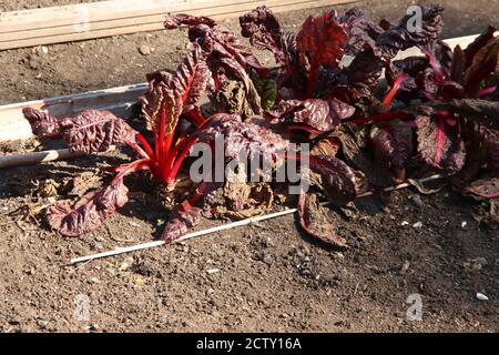 Red chard leaves on a plant in a kitchen garden in Nieuwerkerk aan den IJssel in Netherlands Stock Photo