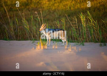 Black-backed jackal (Canis mesomelas) along Namibia's desolate Skeleton Coast Stock Photo