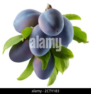branch of purple plums with leaves isolated on a white background. Stock Photo