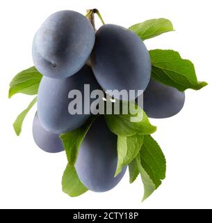 branch of purple plums with leaves isolated on a white background. Stock Photo