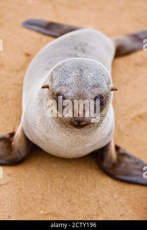 Baby Cape Fur Seal (Arctocephalus pusillus) also known as Brown Fur Seal, at the Cape Cross Seal Colony in Namibia's Skeleton Coast Stock Photo