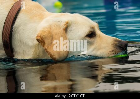 Labrador retriever dog, with collar,  swimming in pool to fetch yellow ball Stock Photo