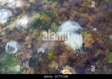 Big jellyfish floating in the seaweed close to the sea shore Stock Photo