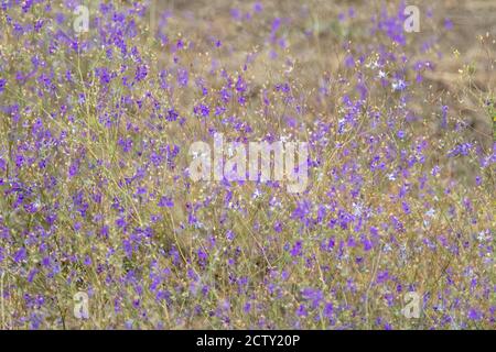 Purple tiny flowers in big amount, small summer wildflowers, blurred background with many flowers Stock Photo