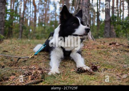 Alert Border Collie Lying Down in the Forest. Black and White Dog in the Woods. Stock Photo