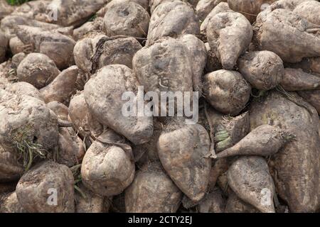 A pile of Sugar Beet - Burak cukrowy Stock Photo