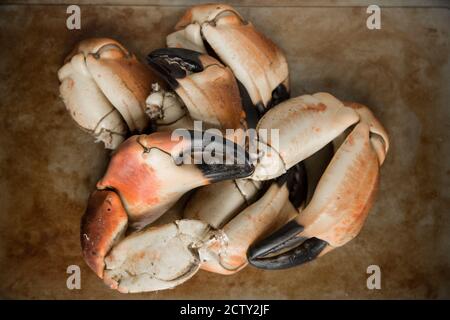 Boiled crab claws from a brown crab, Cancer pagurus, ready to be prepared for various dishes. Dorset England UK GB Stock Photo