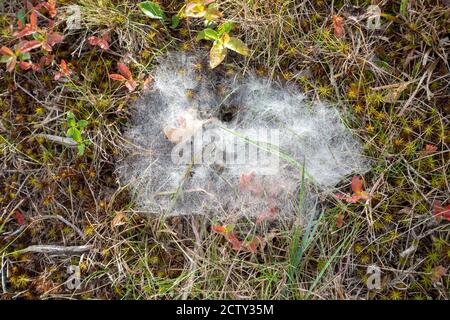 Morning Autumn dew on spider web of forest floor Stock Photo