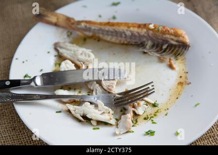 A tub gurnard, Chelidonichthys lucerna, that has been skinned and fried in butter showing knife and fork on a white plate. Dorset England UK GB Stock Photo