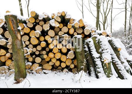 A pile of wood in the winter forest Stock Photo