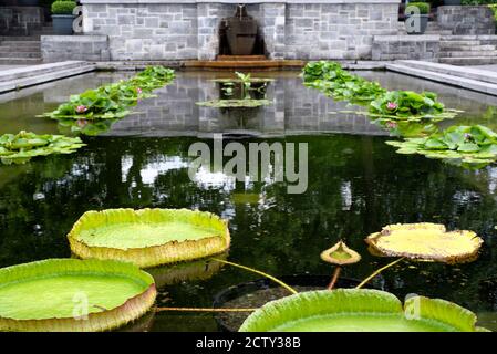 Giant lily pads floating on top of water within the montreal botanical gardens in Canada. Stock Photo