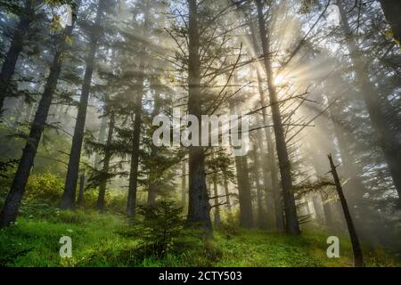 Sun breaking through early morning fog in the forest at Natural Bridges; Samuel H. Boardman State Scenic Corridor, Southern Oregon Coast. Stock Photo
