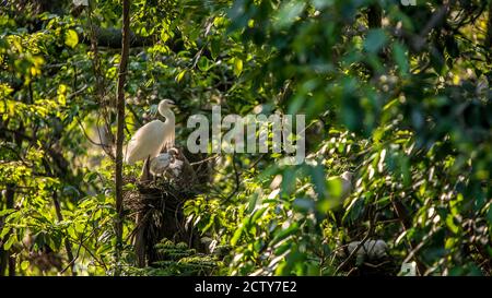 White bird Egretta Garzetta with beautiful sunset light, little egret take care the nest and chicks on tree of the lake at forest in Taipei, capital o Stock Photo