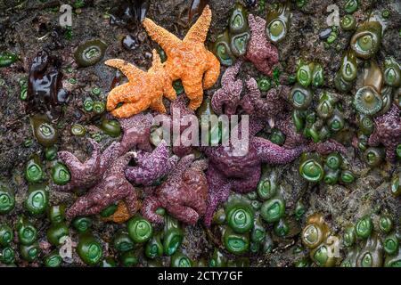 Sea stars and anemones revealed at low tide on the rocks at Myers Creek Area of Pistol River State Park, Southern Oregon Coast. Stock Photo