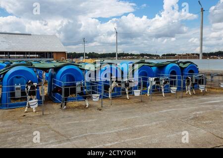 Young Holstein calves in blue calf-houses at diary farm. Stock Photo