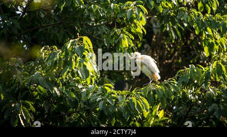 Cattle egret is a cosmopolitan heron. Bubulcus ibis with yellow plumage is indicative of breeding season. Bird rest on top tree of lake forest park in Stock Photo