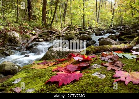 Beautiful autumn landscape with bright color leaves and stream in the forest at the Devils Lake state park, Baraboo area, Wisconsin, USA. Stock Photo