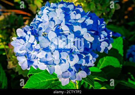 A blue bigleaf hydrangea (Hydrangea macrophylla) blooms on the campus of the University of South Alabama, Aug. 22, 2020, in Mobile, Alabama. Stock Photo