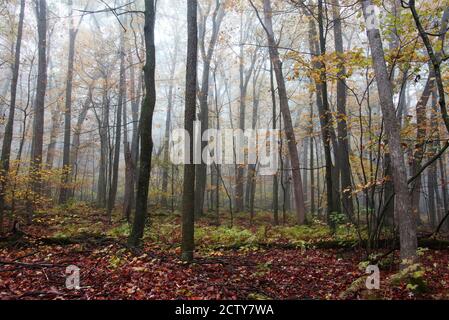 Beautiful Wisconsin ice nature background. Scenic autumn landscape in foggy forest. East Bluff hiking trail at Devils Lake State Park, Baraboo WI USA Stock Photo